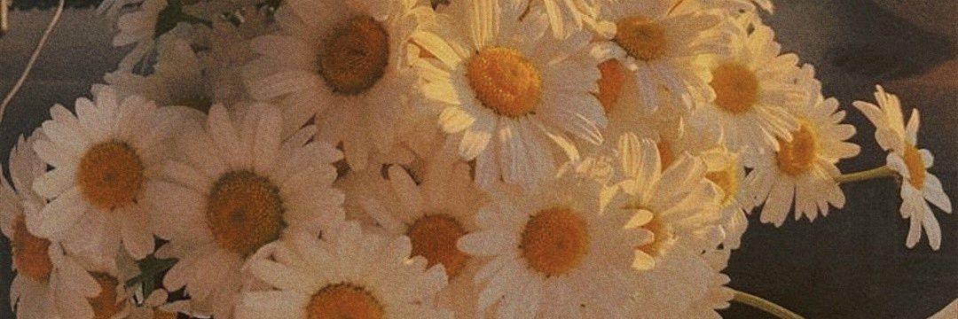 thisiscarli's profile banner image