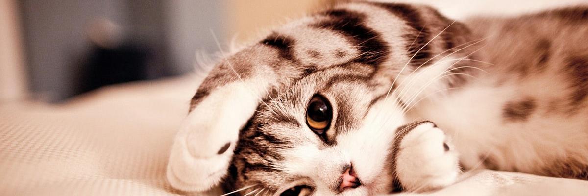 hasu_hsp's profile banner image