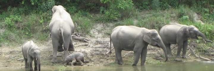 Laura Avellaneda banner