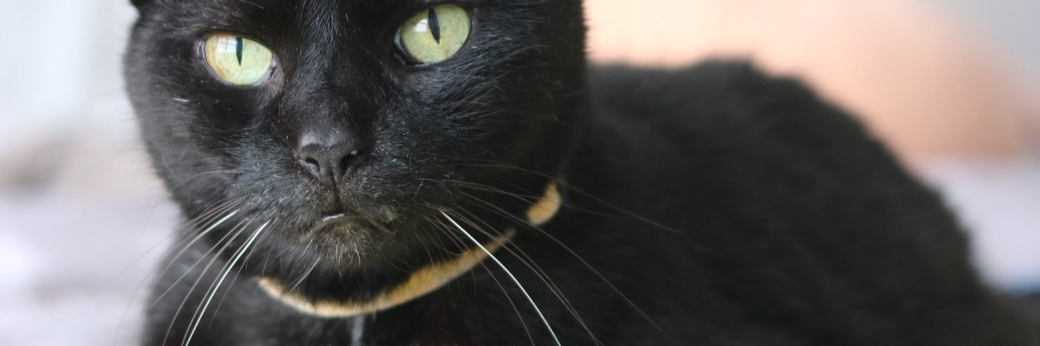 wise weird (horse) lesbian barbie banner