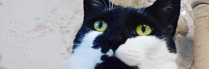 Bennyaha's profile banner image