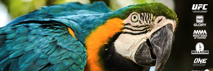 Fight Parrot banner