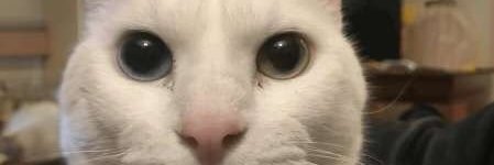 pherklinz's profile banner image