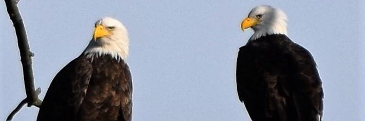 pmfascetti's profile banner image