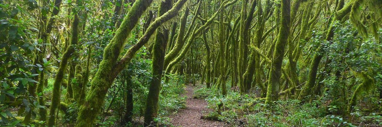 Trancos el Montaraz banner