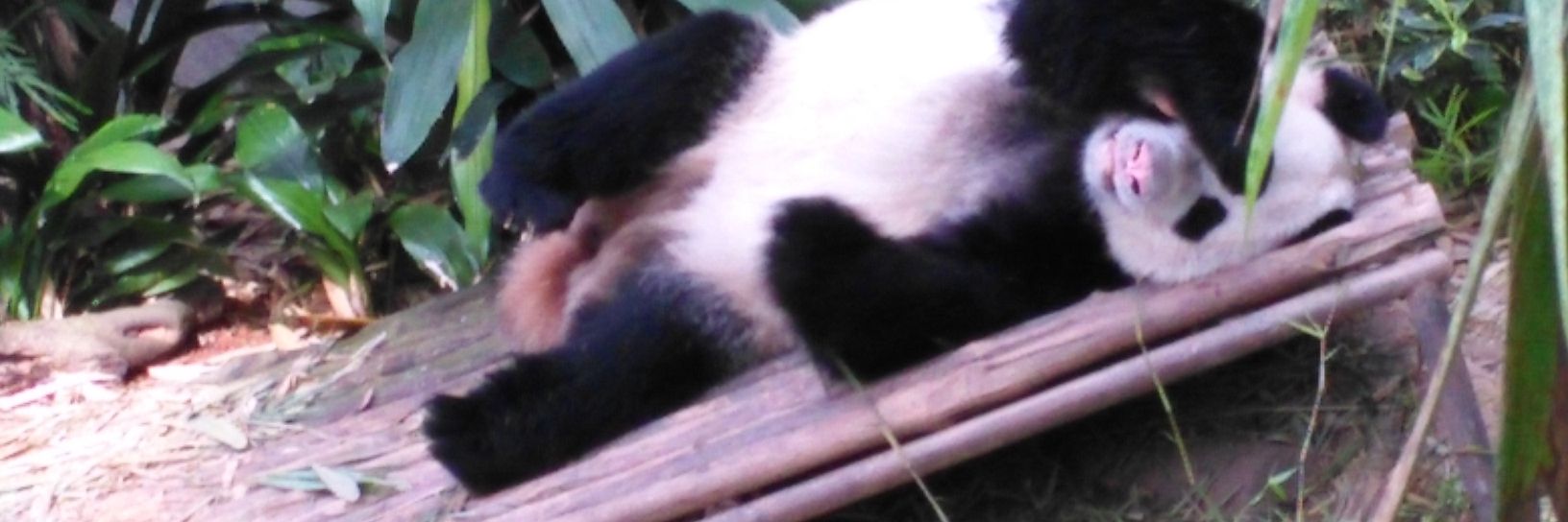 yskrcoc's profile banner image