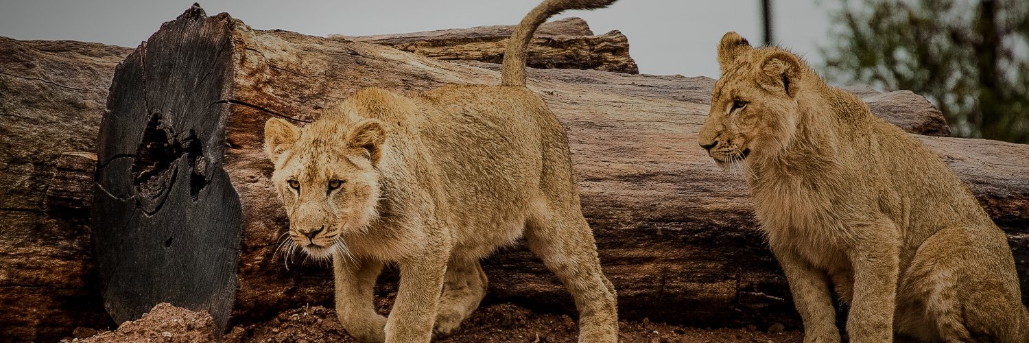 SimonPirsch's profile banner image