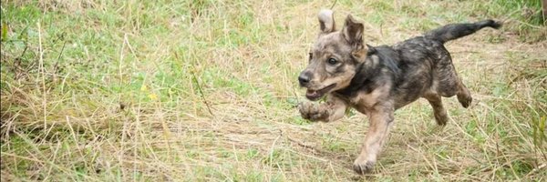 EvermoreDog Profile Banner