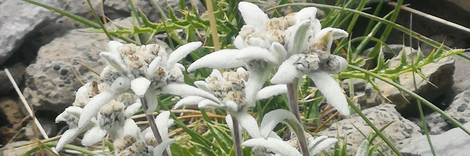 BURIKER'S🧭🐌🍄🌐 banner