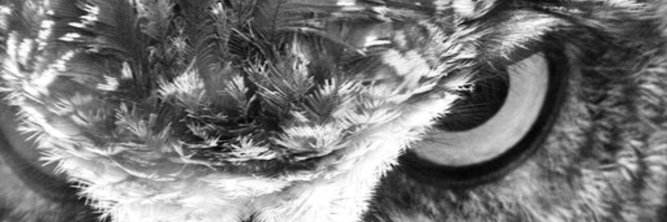 FranSiVito's profile banner image