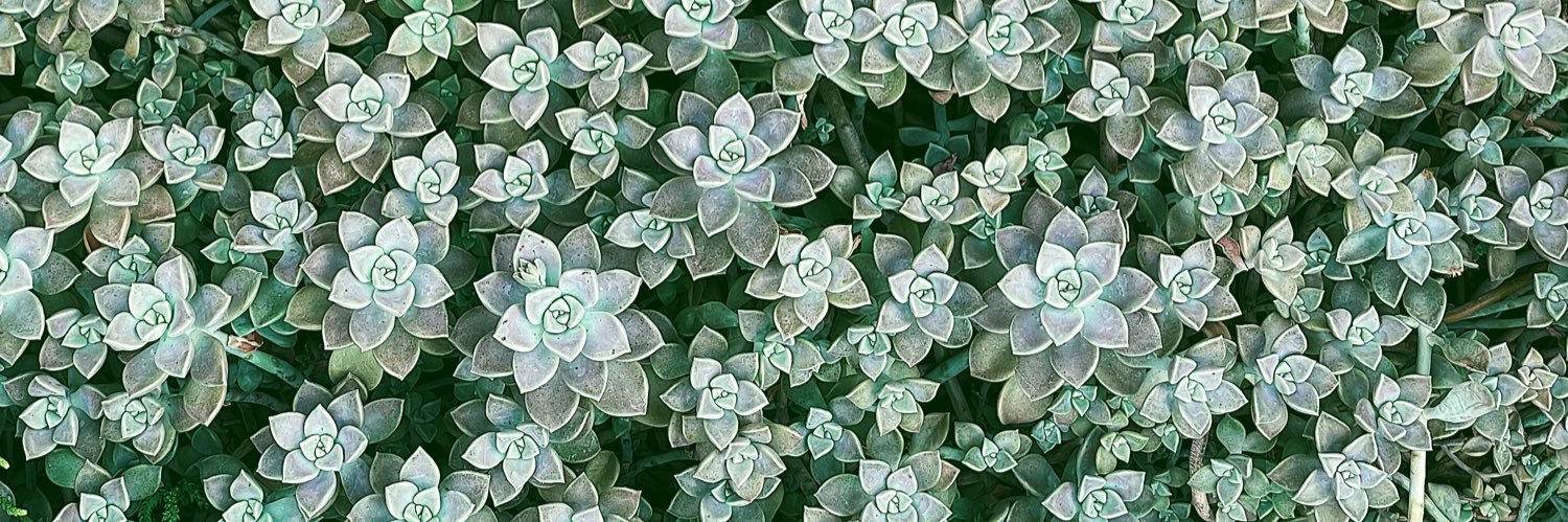 CallaKAB's profile banner image