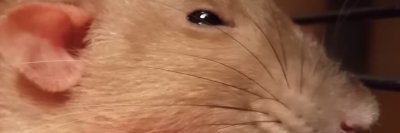 ReiLana2's profile banner image