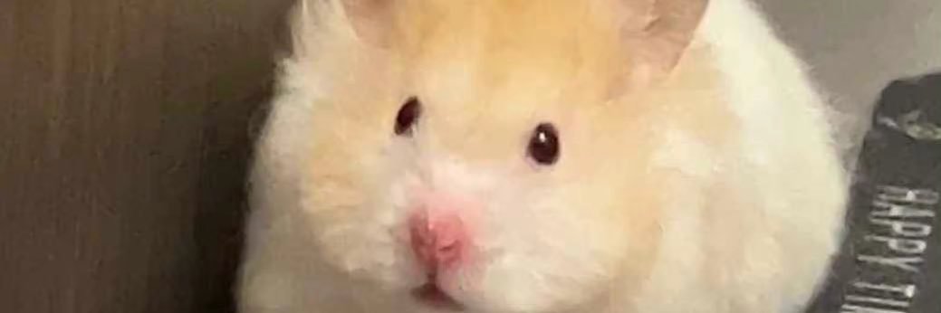 ganmo's banner