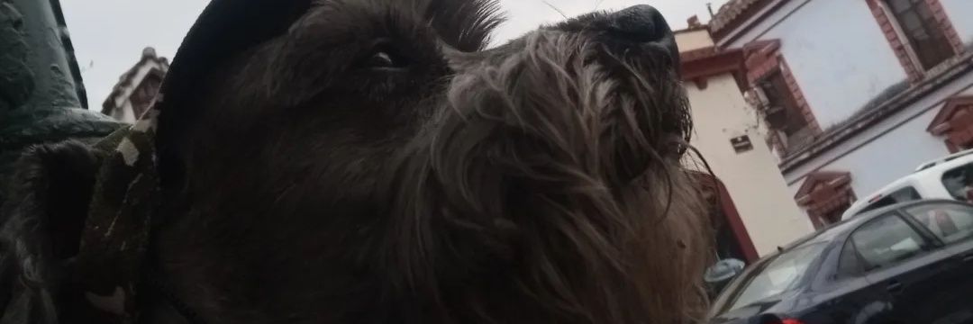 tazcalate_'s profile banner image