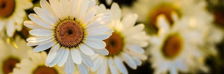 Ale2278's profile banner image
