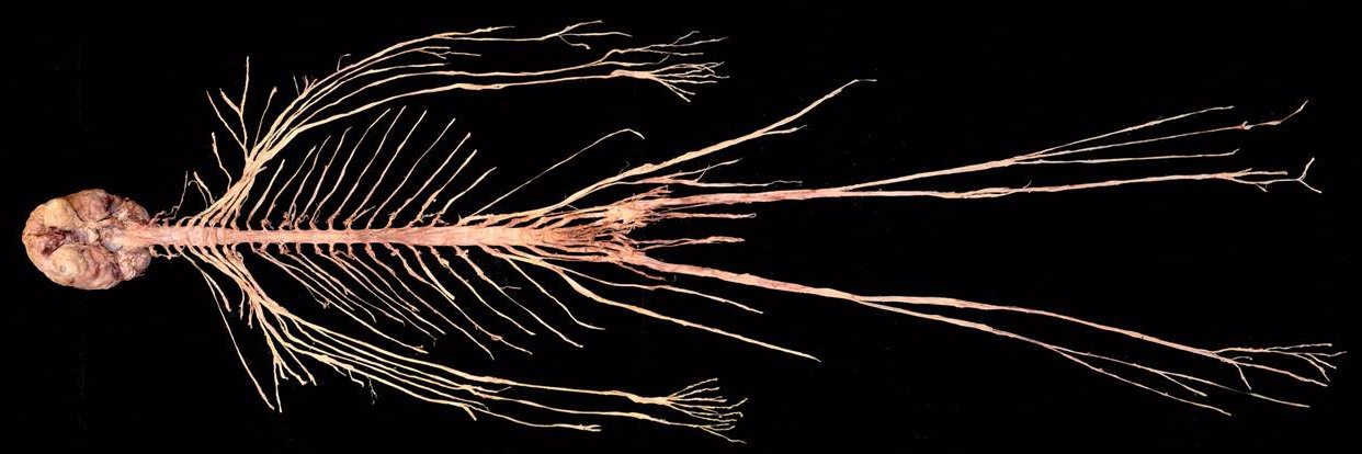 CU-AMC Modern Human Anatomy banner