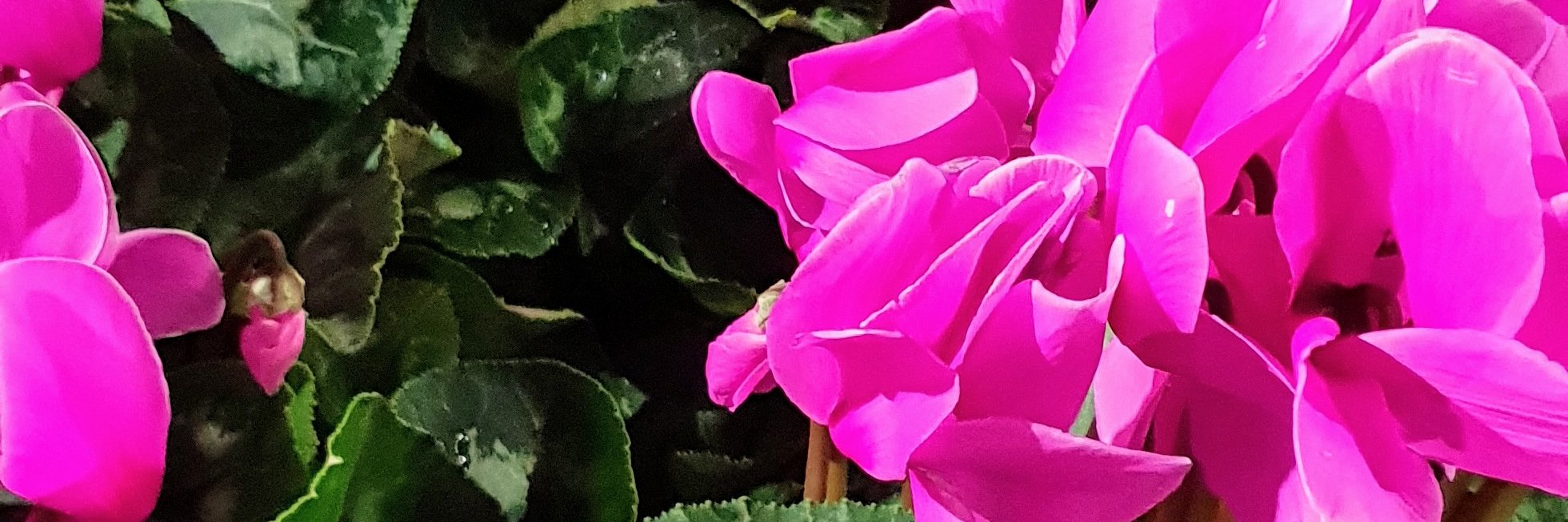 CalellaMichela's profile banner image