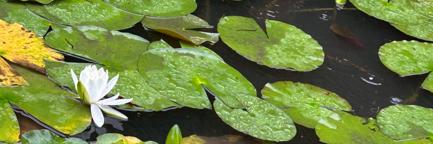 lo_licht's profile banner image