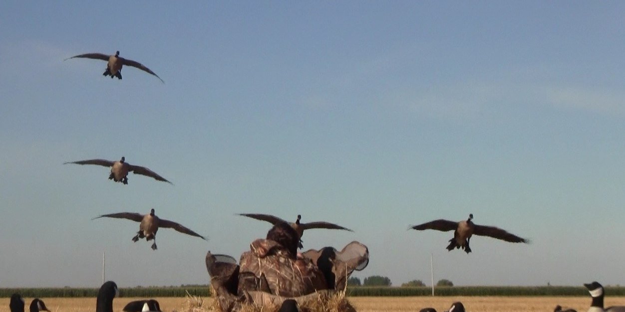 WildWingOutdrs's profile banner image
