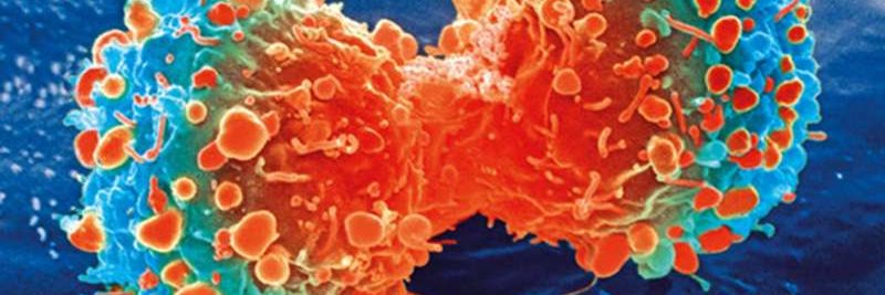 survivefromcancer@gmail.com banner