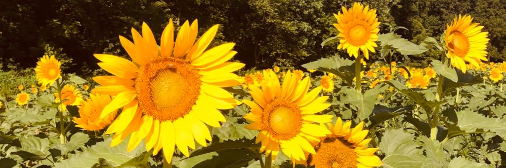 HaylE95's profile banner image