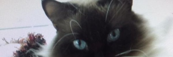 My Dog Ben & Cat Blue 🌻🌊 Profile Banner