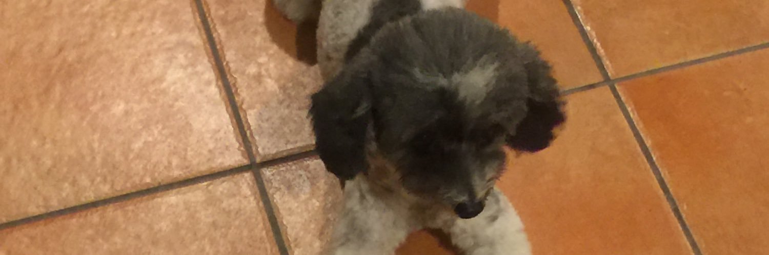 vaneayala99's profile banner image