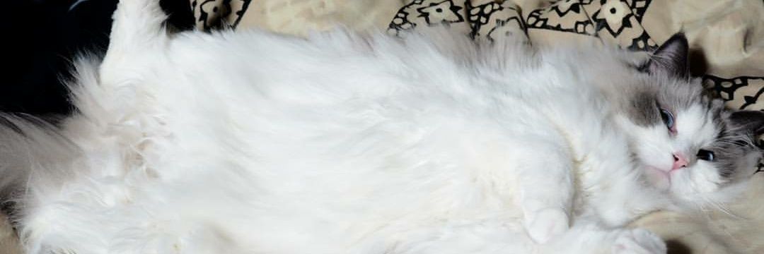 looklikeghost's profile banner image