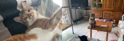 Gangs Of Cats🐾☃️🥕 banner