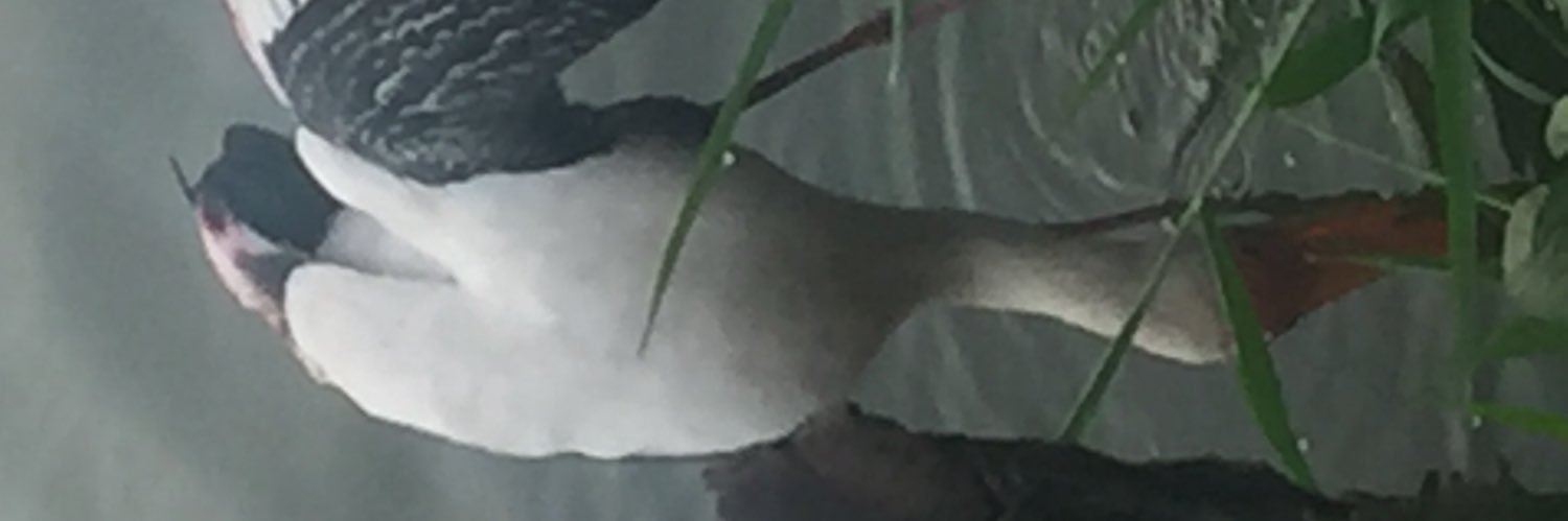 Komarla papaiahsetty banner