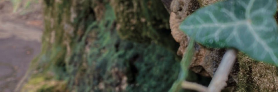 Cindy 🦡✨ banner