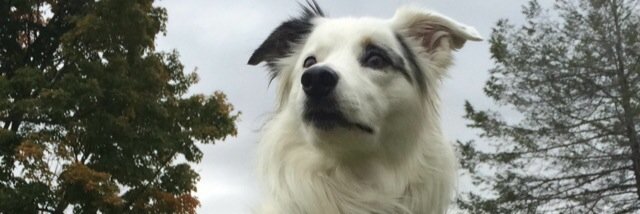 SamForrest73's profile banner image