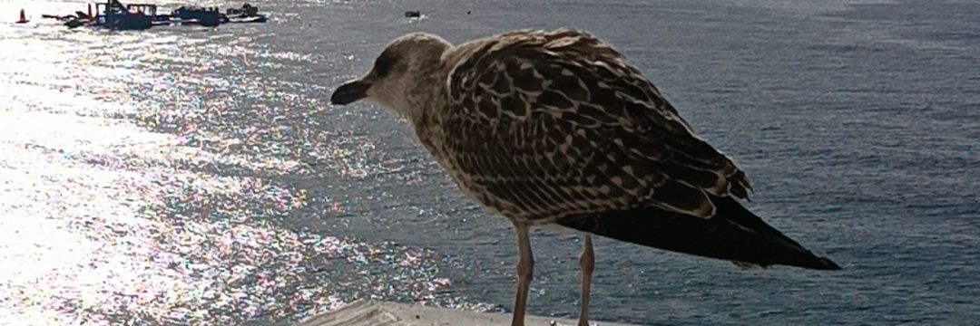 MarMonacoA's profile banner image