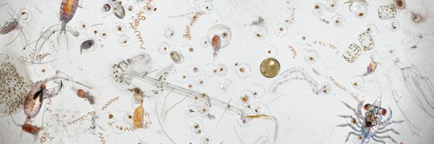 Nic Schröder banner