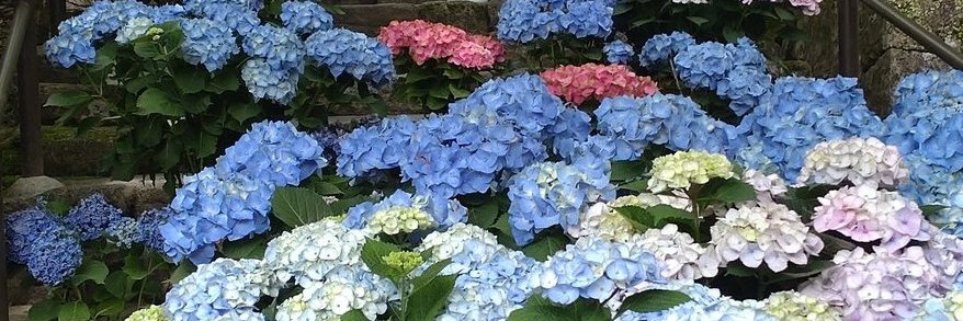 いちやく草 banner
