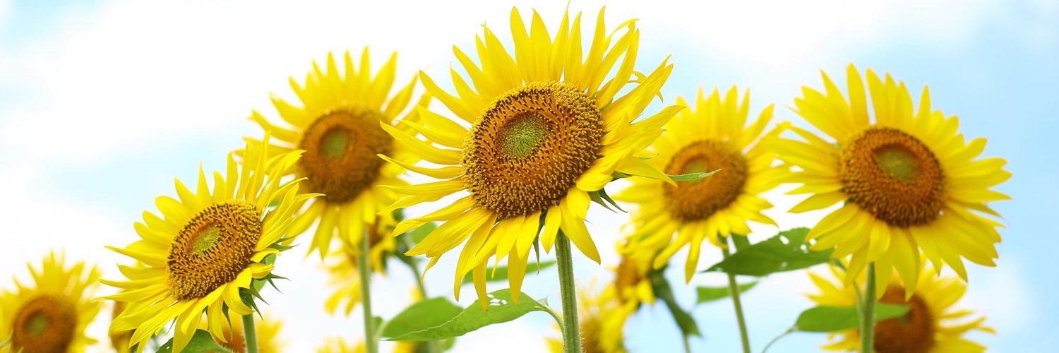 tkfukushima's profile banner image