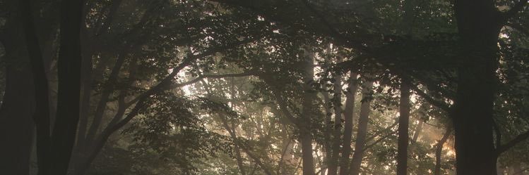 mads banner