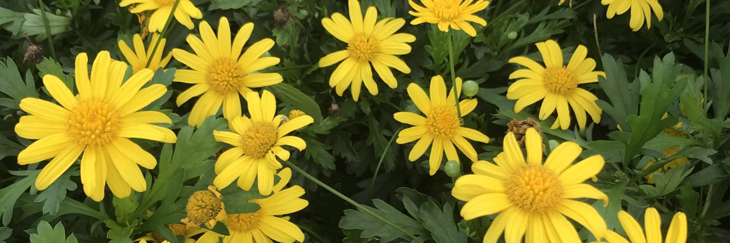 JazzyErickson's profile banner image