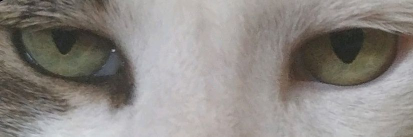 Vero 🐦‍⬛ banner