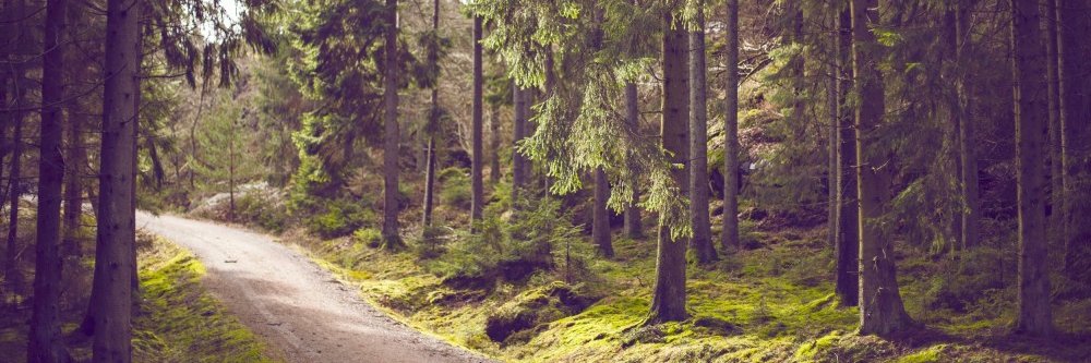 Southerner 🌎🌍🌏🌊☀️ banner