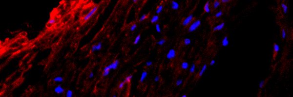 LabPadhu Profile Banner