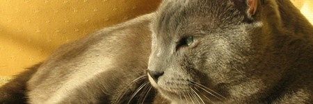 Any 🇨🇴 🇮🇱 banner