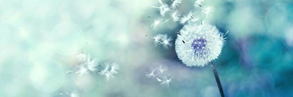 flythemhomepls's profile banner image
