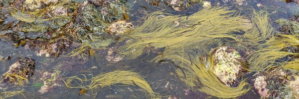 SeaweedSoph Profile Banner