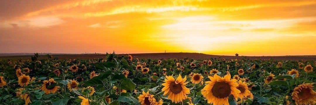 consue80's profile banner image