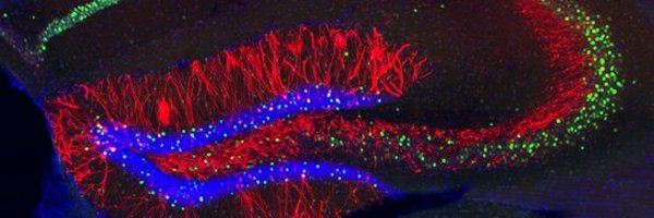 pedroricardobin Profile Banner