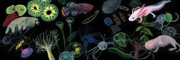 Guse_Lab Profile Banner