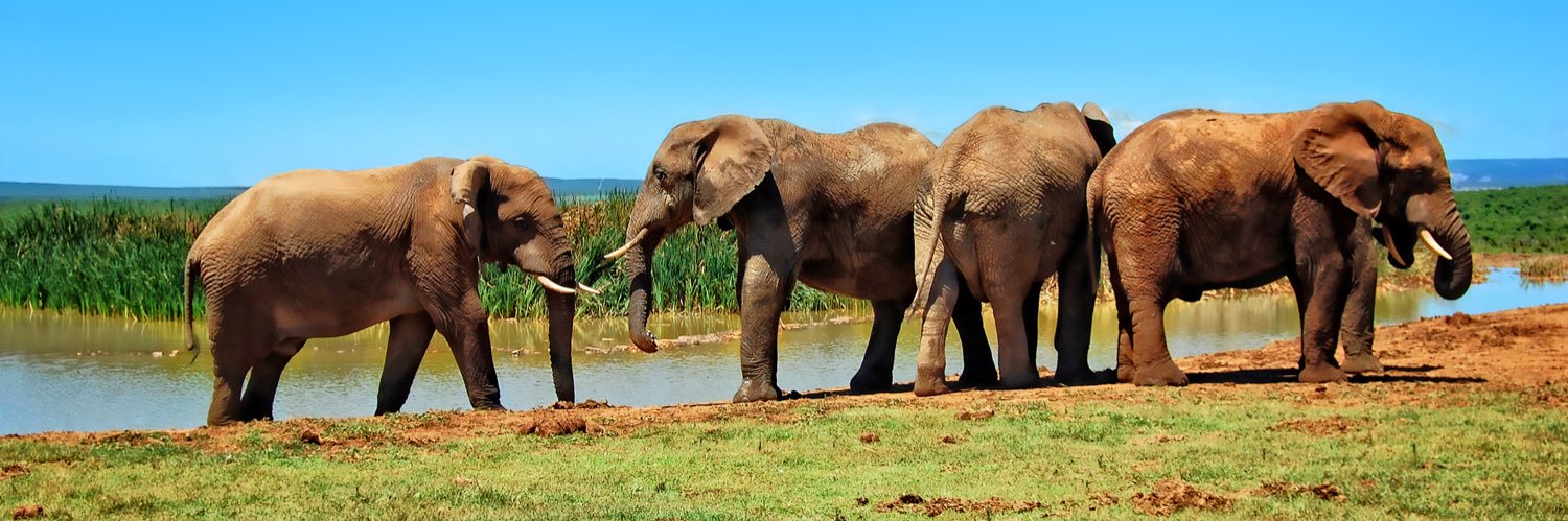 Zimbabwe Elephant Foundation banner