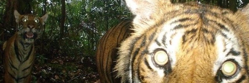 Tiger banner