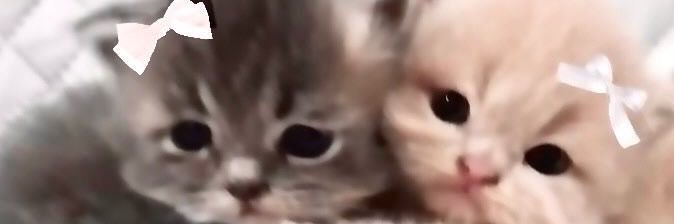 smolcattwt's profile banner image